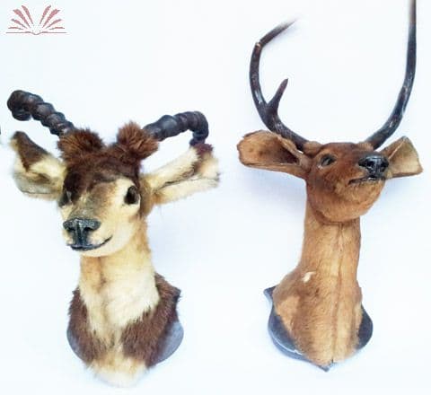 Lote com duas cabeças de Taxidermia — Não identificado