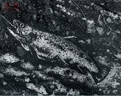 Pictures of Soil - The Trout — Vik Muniz, 1997