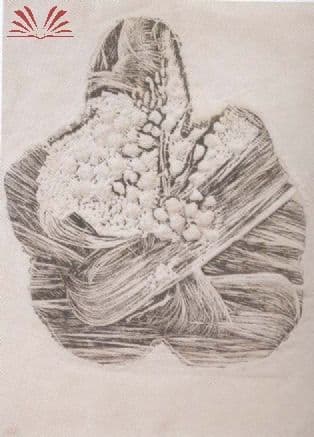 s/t — Frans Krajcberg